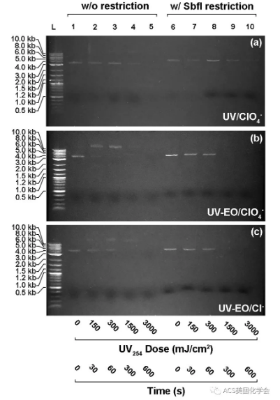 紫外光輔助電化學氧化去除污水中的抗性細菌與基因-